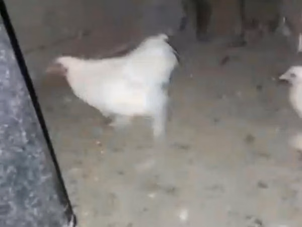 Chickens — Kasachstan