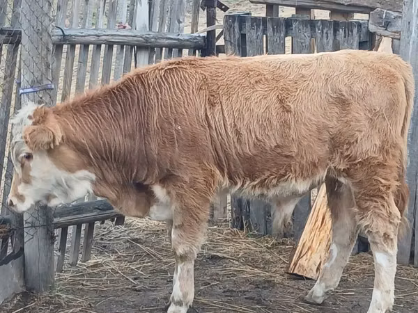 ثور, Simmental cattle