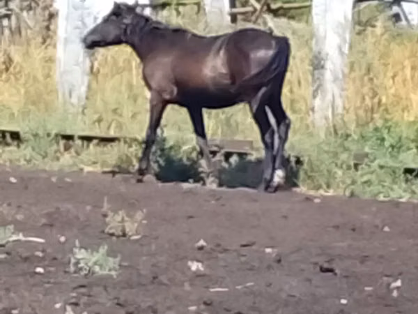 Конь, Лошади