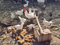 Japanisches Bantam — Foto 2