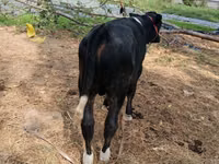 بقرة, Russian Black pied cattle — الصورة 2