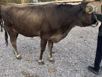 Kuh, Swiss cattle — Foto 3