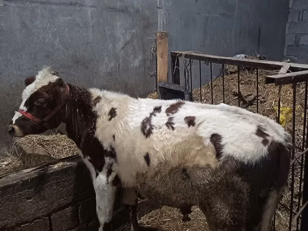 Bovinos (lote, sexo no especificado), Ganado vacuno