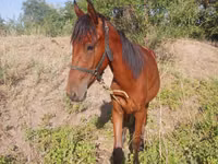 خيول (دفعة، الجنس غير محدد), الخيول — الصورة 2