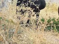 Qoʻchqor, Hissar sheep — 7-rasm