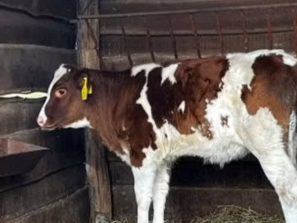 गाय, Simmental cattle