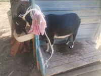 Cabra, Cabras — foto 7