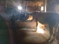 公牛, Cattle — 照片 2