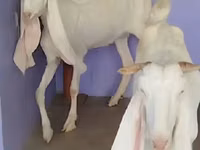 Ziege, Gulabi goats — Foto 3