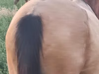 Yegua, Caballos — foto 3