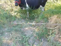 Kuh, Russian Black pied cattle — Foto 1