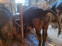 Toro, Raza Alatau — foto 2