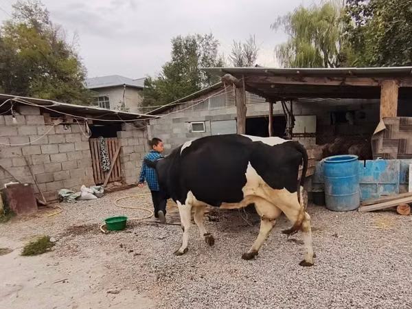 Kuh, Holstein-Rasse — Kirgisistan
