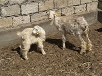 Ziegenbock, Ziegen — Foto 1