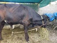 Toro, Ganado vacuno — foto 4