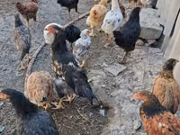 Chickens — फ़ोटो 7