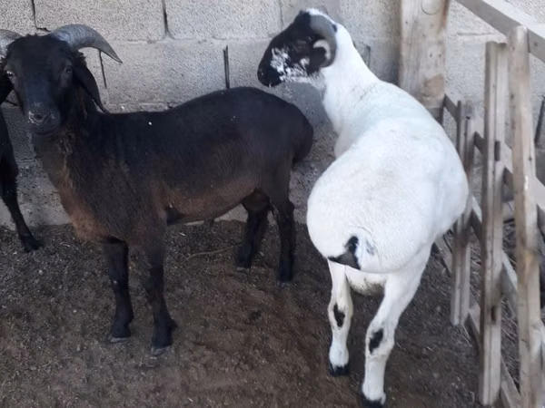 كبش, الأغنام