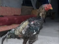 Chickens — Foto 2