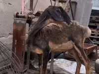 Ziege, Nubian Goat — Foto 4