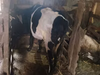 गाय, Russian Black pied cattle — फ़ोटो 1