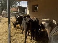 Bull, Cattle — photo 3