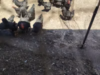 Chickens — Foto 6