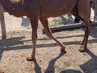 Kamele (Partie, Geschlecht nicht angegeben), Kazakh Bactrian camel — Foto 3