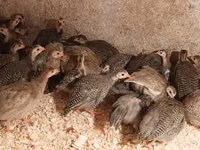 Guinea fowl — الصورة 4