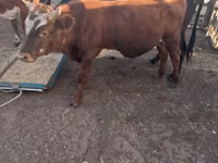 公牛, Cattle — 照片 3