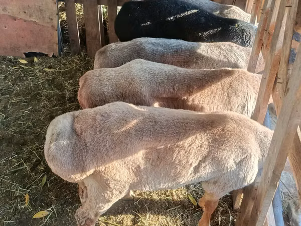كبش, Edilbay sheep