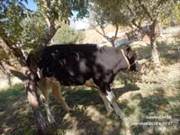 गाय, Russian Black pied cattle — फ़ोटो 2