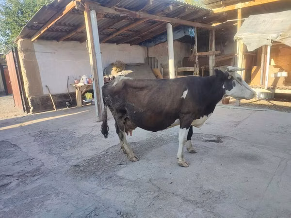 母牛, Russian Black pied cattle — 吉尔吉斯斯坦