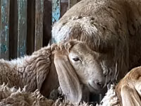 Carnero, Arashan sheep — foto 1