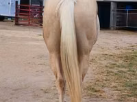 Hengst, Quarter Horse — Foto 8