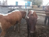 Bulle, Simmental cattle — Foto 4