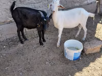 تيس, الماعز — الصورة 1