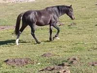 Horse (M), Horses — photo 2