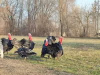 Turkeys — الصورة 3