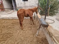 Айғыр, Жылқылар — 2-сурет