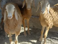 Qoʻchqor, Arashan sheep — 2-rasm