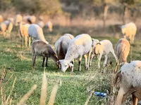 Widder, Katum sheep — Foto 2
