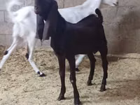 Ziege, Kamori goats — Foto 4