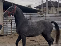 Hengst, Orlov Trotter — Foto 2