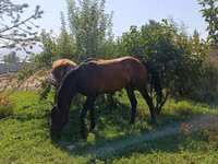 حصان, Arabian horse — الصورة 2