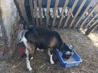 母山羊, Goats — 照片 2