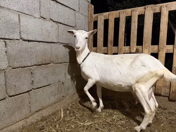 Ziege, Saanen goat