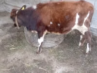 Bulle, Swiss cattle — Foto 3