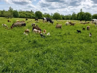 Kuh, Holstein-Rasse — Foto 5