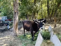 Cow, Russian Black pied cattle — photo 7