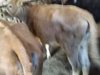 母牛, Cattle — 照片 2